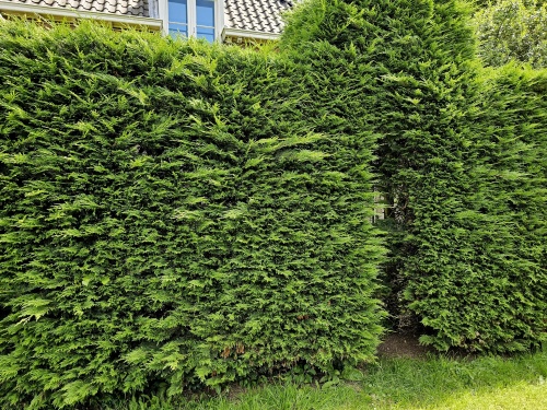 Cupressocyparis x Leylandii is een snelgroeiende wintergroene haag