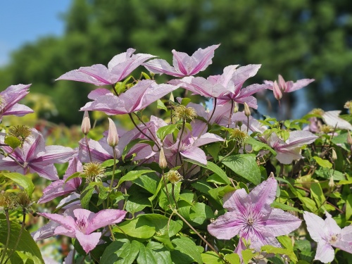 Bosrank 'Hagley Hybrid' is een bloeiende klimplant
