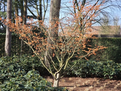 Toverhazelaar 'Orange Beauty' met geurende oranje gele bloei