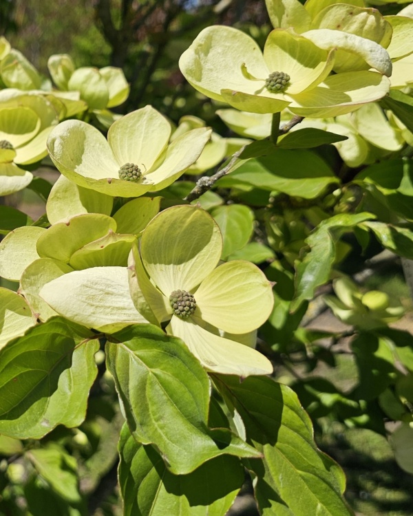 Großblumiger Hartriegel