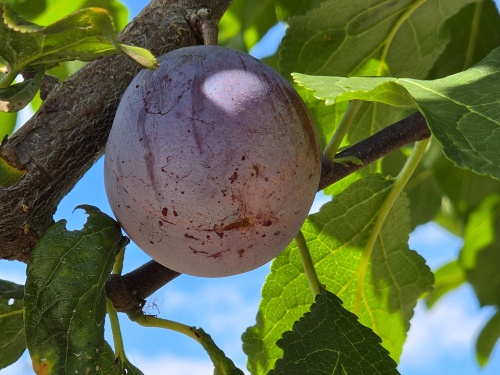 Prunus RC d'Althan