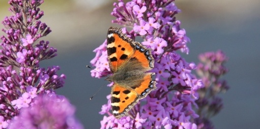 Op welke planten en struiken komen vlinders af, wat zijn vlinder planten?