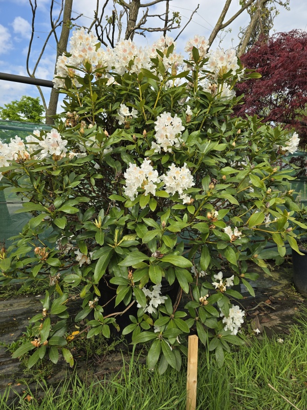 Rhododendron