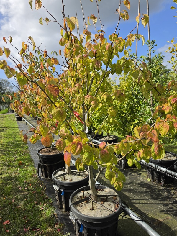 Taschentuchbaum oder Taubenbaum