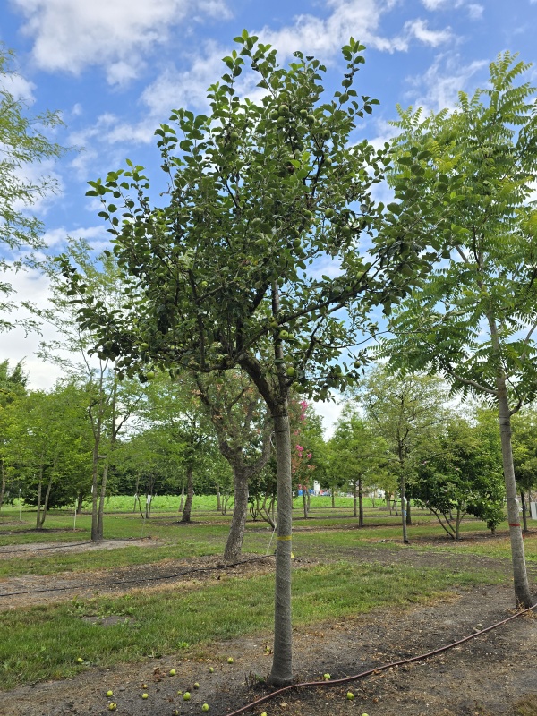 Apfel 'Notaris'