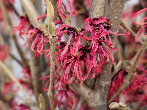 Toverhazelaar 'Feuerzauber' rode bloemen