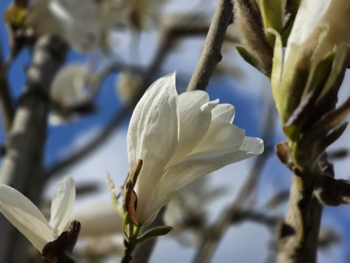 Magnolia 'Wada's Memory' bloei 7 april