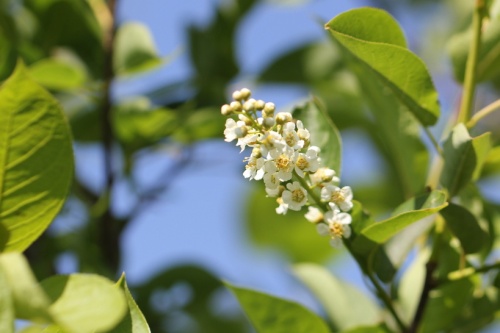Sierkers, 'Shubert' - Prunus virginiana 'Shubert'