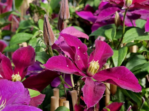 Bosrank 'Niobe' klimplant