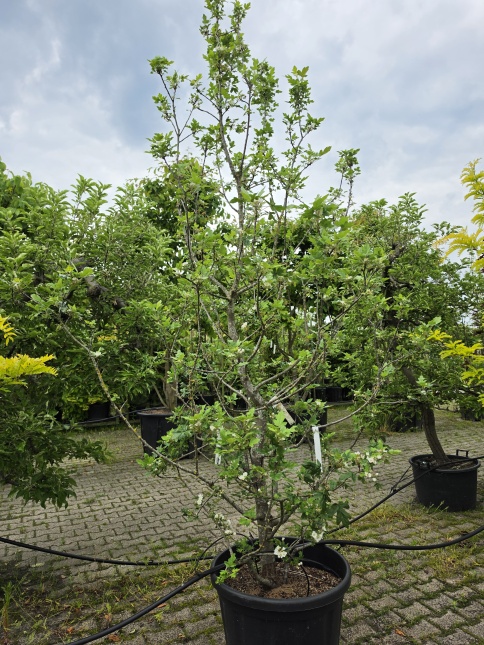 Libanese appel