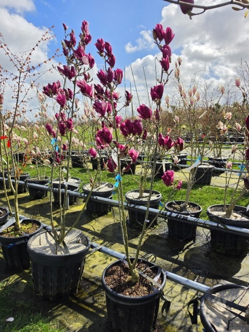 Magnolia 'StarBurst' bloemen eindfase bloei 2e helft april
