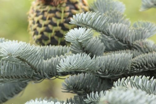 Edelspar - Abies procera