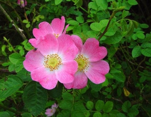 Egelantier is een botanische wilde roos