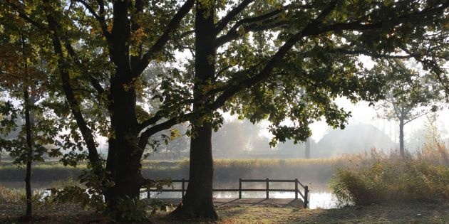 Eikenbomen