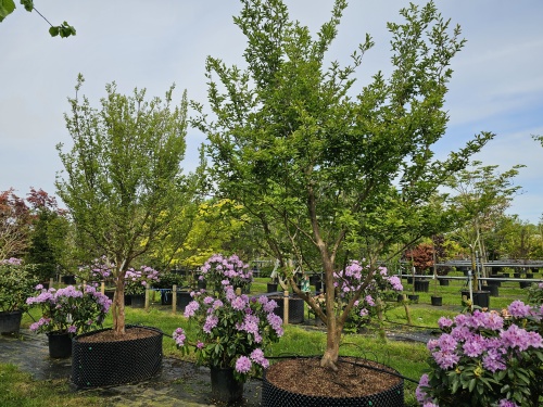 Stewartia pseudocamellia bloeit in juni
