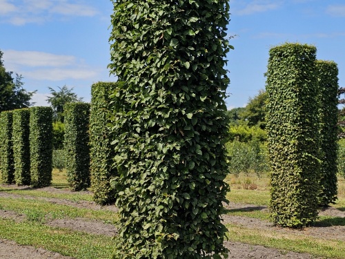 Blokvormen van de haagbeuk voor een stabiele vormgeving in de tuin