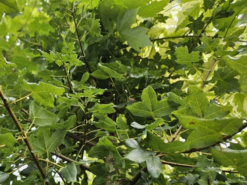 Acer monspessulanum zomerblad Franse esdoorn