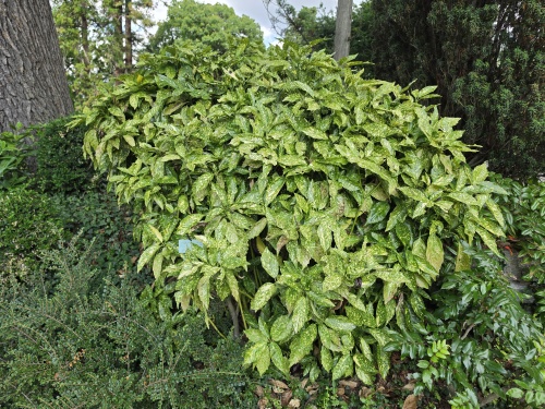 Aucuba 'Variegata' bontbladige broodboom.