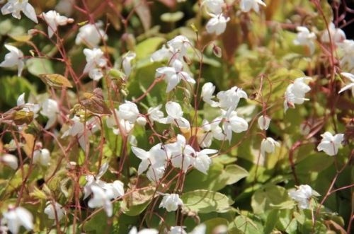 De witte Elfenbloem in volle bloei