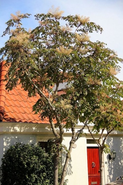 Duivelswandelstok, Aralia elata