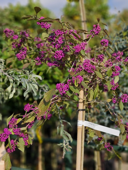 Callicarpa bodinieri 'Profusion',  vogelstruik