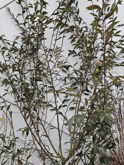 Cotoneaster salicifolius 'Willeke'