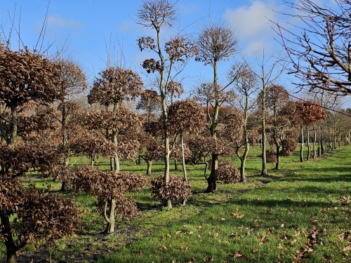 Carpinus betulus Tuinbonsai snoeivormen met een vaste afmeting.  zomerbeeld