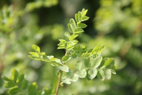 Erwtenstruik  - Caragana arborescens