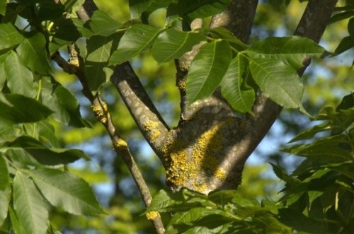 Es - Fraxinus excelsior