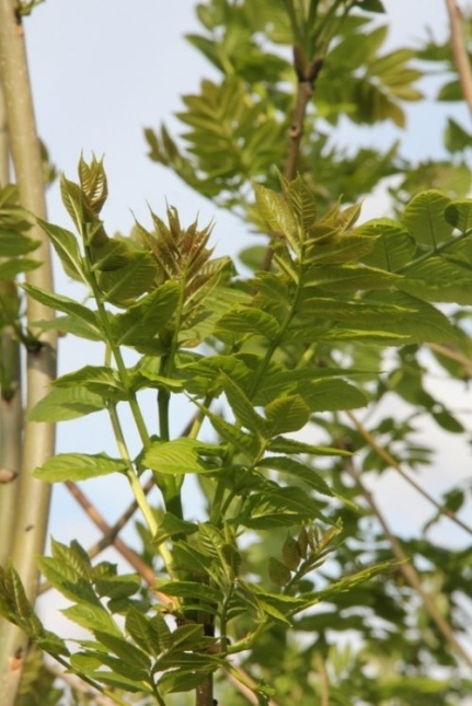 Es, spil - Fraxinus excelsior