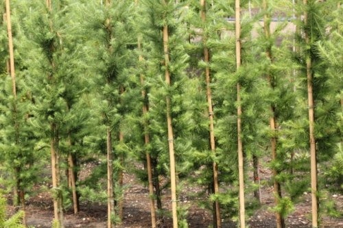 Europese Lariks, bosplantsoen