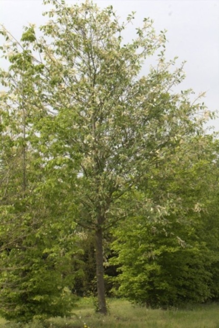 Europese Vogelkers 'Watereri'