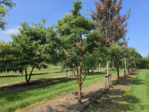 Acer Griseum struikvorm mei 2025