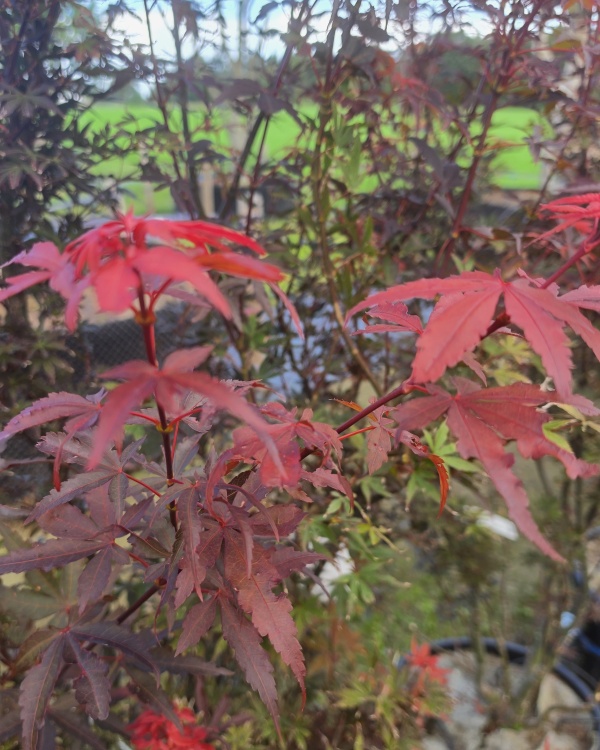 Japanischer Ahorn