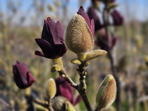 Magnolia 'Genié'