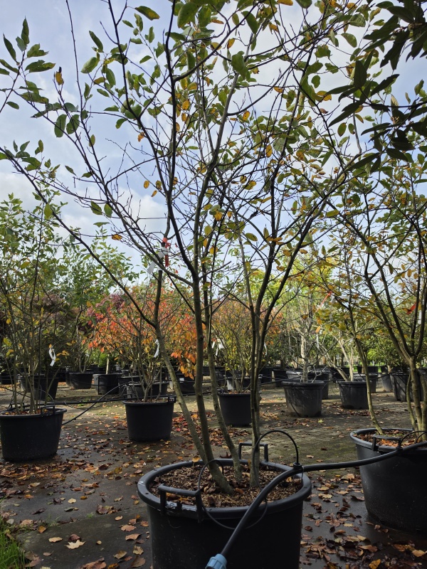 Krentenboom meerstam