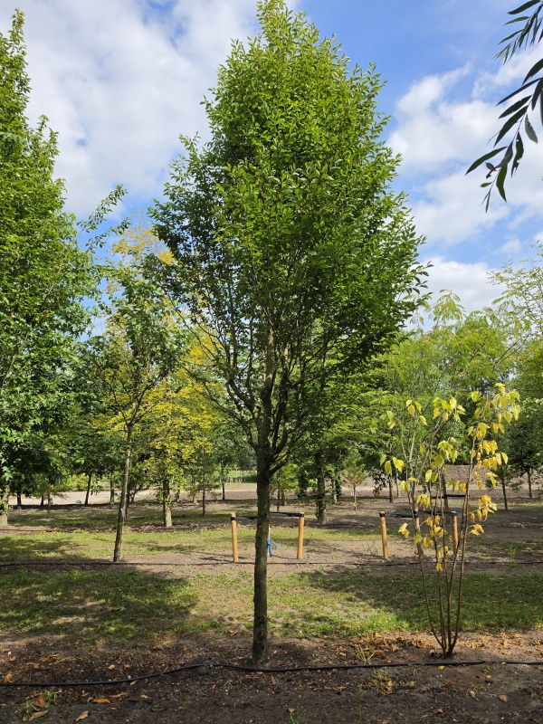 Zuilvormige haagbeuken op stam