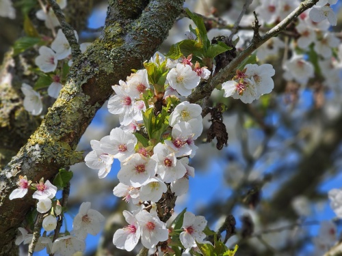 Prunus Umineko bloesem