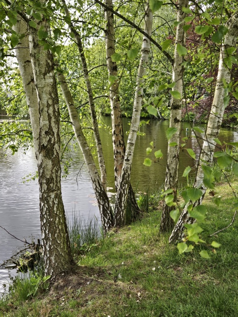 betula pendula meerstammige struikbomen bij vijver