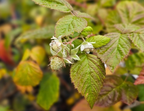 Herfstframboos 'Tulameen'