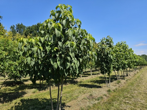 Davidia involucrata var. vilmoriniana