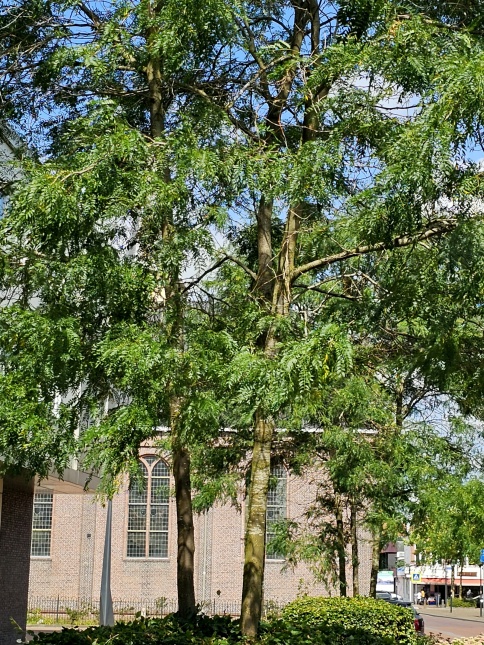 Valse Christusdoorn 'Skyline' .  2 meerstammige bomen bij elkaar