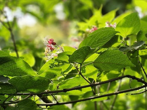 Clerodendrum Trichotomum 'Fargesii' bloeit in juli-augustus-september. Pindakaasstruik