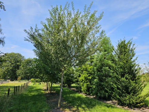 Prunus domestica Mirabelle de Nancy
