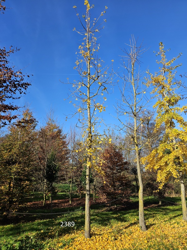 Tempelboom of Eendenpootboom