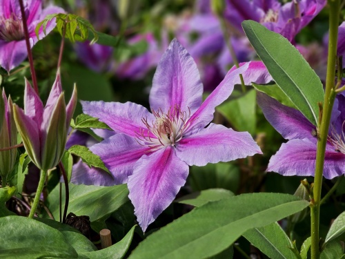 Bosrank 'Dr Ruppel' klimplant met roze bloemen
