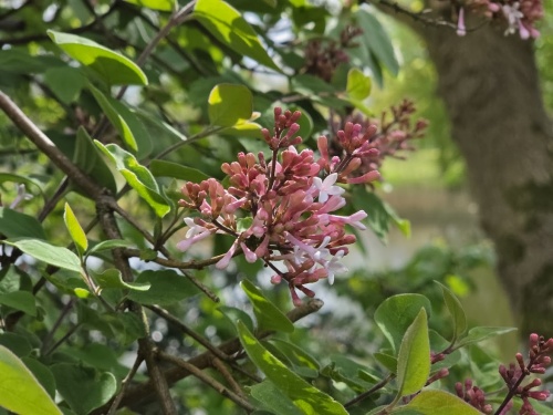 Sering 'Superba' struikvorm met bloemen in april