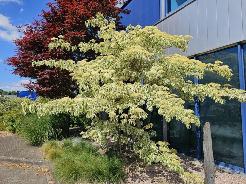 Cornus controversa 'variegata' bontbladige meerstam