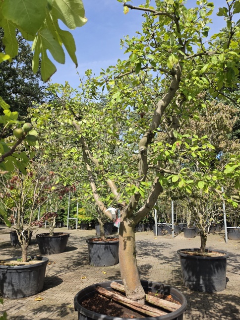 Collina appelboom.  laagstamboom
