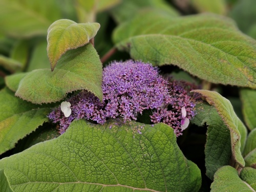 Fluweelhortensia bloem en blad
